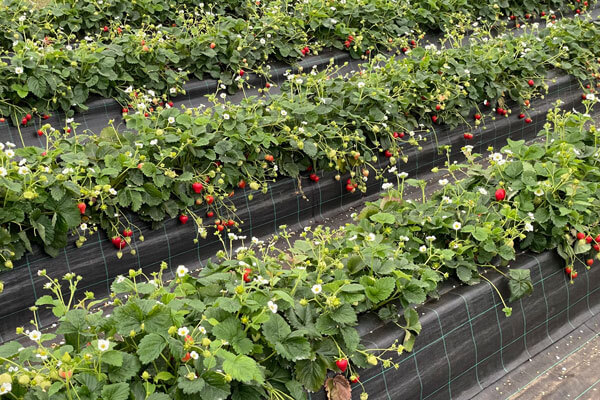 Thees Dammtec - Erdbeeren im Ertrag