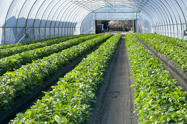 Thees Dammtec - Erdbeeren in der Blüte