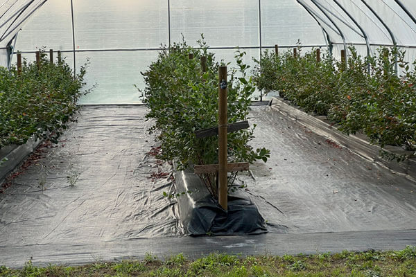 Thees Dammtec - Heidelbeeren im Tunnel