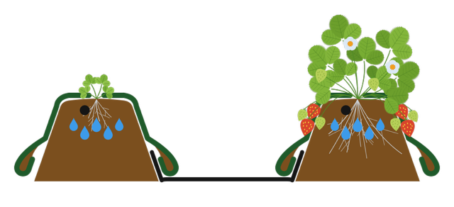 Mutterbodendamm Erdbeeren einreihig