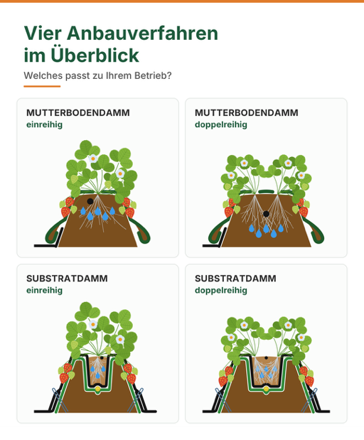 Vier Anbauverfahren im Überblick: Mutterbodendamm und Substratdamm, jeweils einreihig und doppelreihig